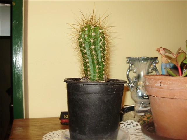 kaktus